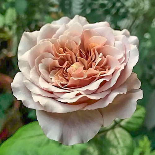 Роза чайно-гибридная Кафе Латте, C2 изображение 1 артикул 3881