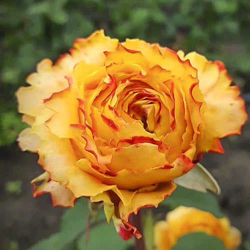 Роза чайно-гибридная Каралуна, C2 изображение 1 артикул 3875