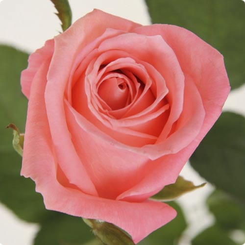 Роза чайно-гибридная Карина, C2 артикул фото 1 Роза чайно-гибридная Карина, C2 изображение 1 артикул 3848