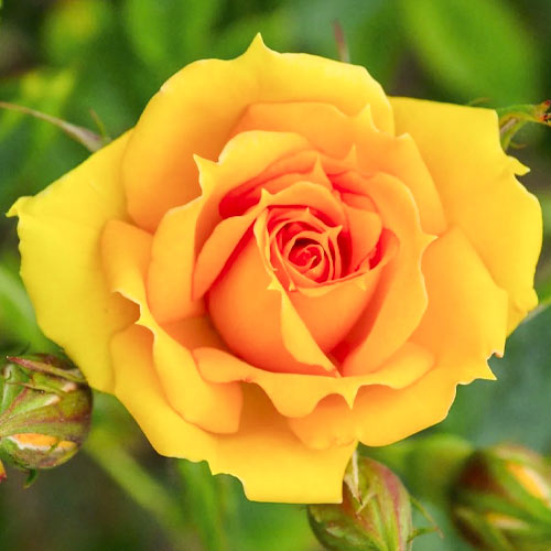 Роза чайно-гибридная Керио, C2 артикул фото 1 Роза чайно-гибридная Керио, C2 изображение 1 артикул 3849