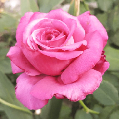 Роза чайно-гибридная Клод Брассер, C2 изображение 1 артикул 3879