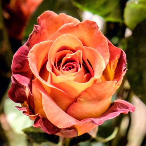 Роза чайно-гибридная Кофе Брейк (Coffee Break) изображение 1 артикул 2122