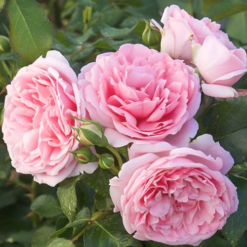 Роза чайно-гибридная Комтес де Сегюр (Comtesse De Segur) изображение 1 артикул 6097