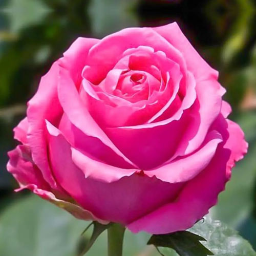 Роза чайно-гибридная Королева красоты (Queen of beauty) изображение 1 артикул 2121