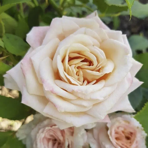 Роза чайно-гибридная Крем Карамель, C2 изображение 1 артикул 3883