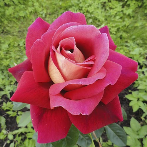 Роза чайно-гибридная Кроненбург (Kronenbourg) изображение 1 артикул 6098