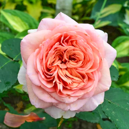 Роза чайно-гибридная Квинси Джонс (Quincy Jones) изображение 1 артикул 6034