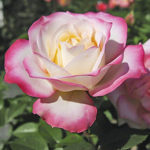 Роза чайно-гибридная Ламинуэт, C2 артикул фото 1 Роза чайно-гибридная Ламинуэт, C2 изображение 1 артикул 3851