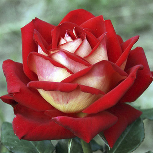 Роза чайно-гибридная Латин Леди, C2 изображение 1 артикул 3884