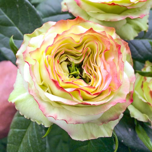 Роза чайно-гибридная Латин Помпон (Latin Pompon) изображение 1 артикул 6037