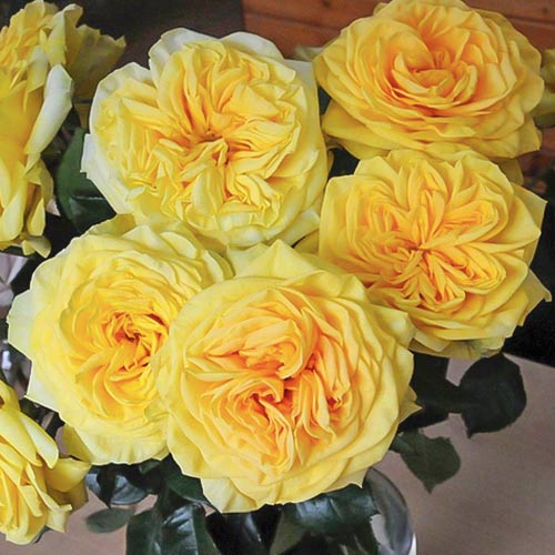 Роза чайно-гибридная Лемон Помпон (Lemon Pompon) изображение 1 артикул 6099