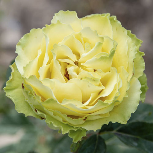 Роза чайно-гибридная Лимбо, C2 изображение 1 артикул 3852