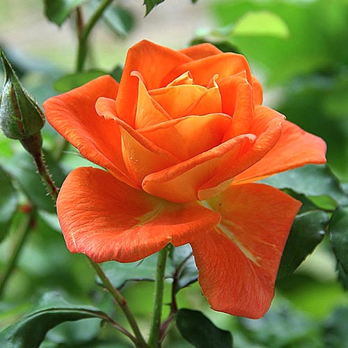 Роза чайно-гибридная Луи де Фюнес (Louis de Funes) изображение 1 артикул 3753