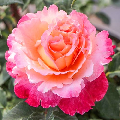 Роза чайно-гибридная Августа Луиза (Augusta Luise) изображение 1 артикул 2208