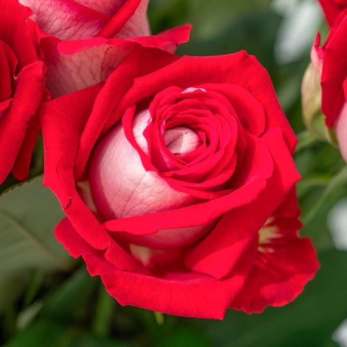 Роза чайно-гибридная Люксор (Luxor) изображение 1 артикул 3511