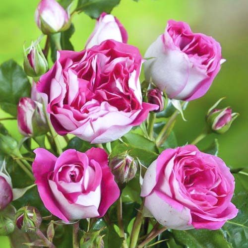 Роза чайно-гибридная Максим, C2 изображение 1 артикул 3854