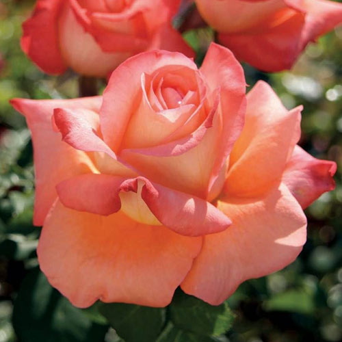 Роза чайно-гибридная Малибу (Maliby) артикул фото 1 Роза чайно-гибридная Малибу (Maliby) изображение 1 артикул 3736