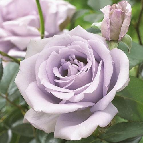 Роза чайно-гибридная Майнцер Фастнахт, C2 изображение 1 артикул 3853