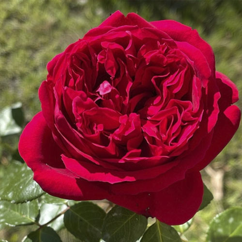 Роза чайно-гибридная Майра Ред изображение 1 артикул 3800