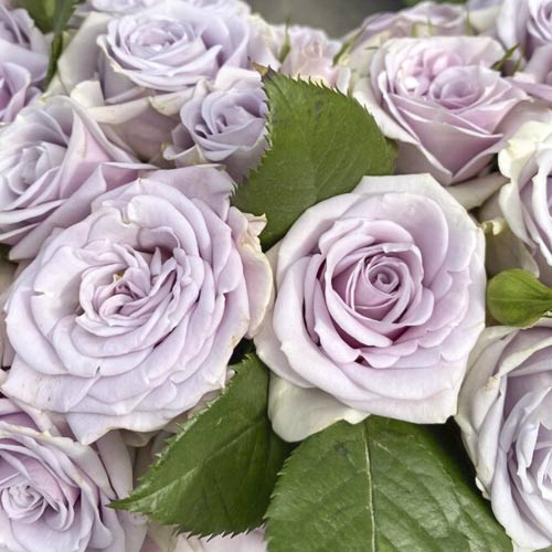 Роза чайно-гибридная Мэджик сильвер (Magic Silver) изображение 1 артикул 3803