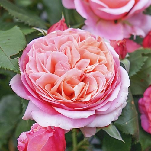 Роза чайно-гибридная Мэри Энн (Mary Ann) изображение 1 артикул 6100