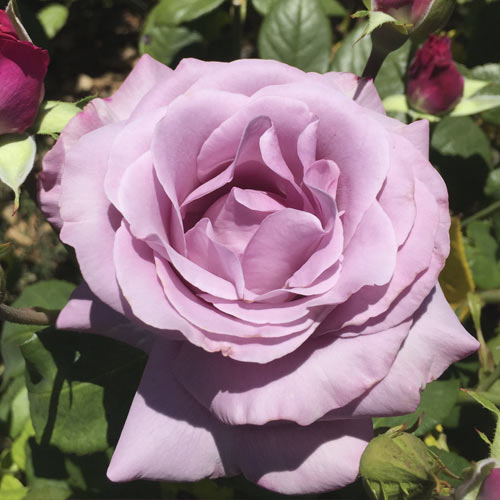 Роза чайно-гибридная Нептун ( Neptune) изображение 1 артикул 6101