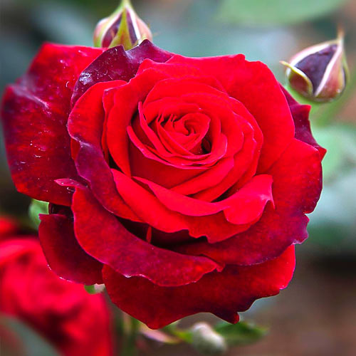 Роза чайно-гибридная Норита (Norita) изображение 1 артикул 6040