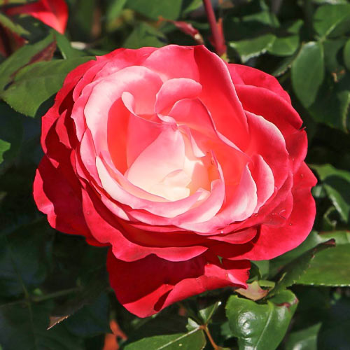 Роза чайно-гибридная Ностальжи (Nostalgie) изображение 1 артикул 3757