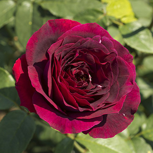 Роза чайно-гибридная Олд Ромео артикул фото 1 Роза чайно-гибридная Олд Ромео изображение 1 артикул 3514