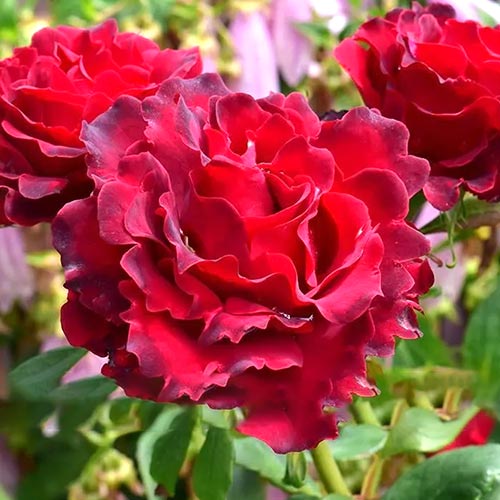 Роза чайно-гибридная Омаж Барбара (Hommage a Barbara) изображение 1 артикул 6041