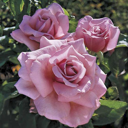 Роза чайно-гибридная Парфюм де Либерти (Parfum De Liberte) изображение 1 артикул 6102