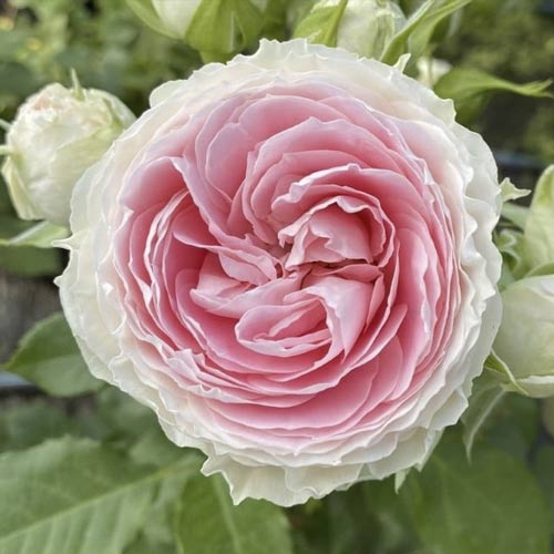 Роза чайно-гибридная Пашмина (Pashmina) изображение 1 артикул 3804