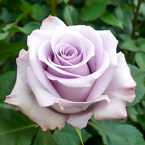 Роза чайно-гибридная Песня Океана (Ocean song) изображение 1 артикул 1521