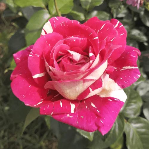 Роза чайно-гибридная Пестрая Фантазия, C2 изображение 1 артикул 3885