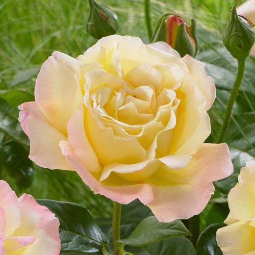 Роза чайно-гибридная Пис (Peace) изображение 1 артикул 3758