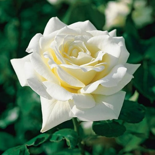 Роза чайно-гибридная Полярная Звезда (Polarstern) изображение 1 артикул 2132