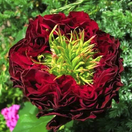 Роза чайно-гибридная Ред ай, C2 изображение 1 артикул 3856