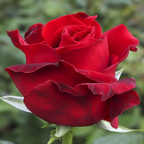 Роза чайно-гибридная Ред Игл, C2 изображение 1 артикул 3857