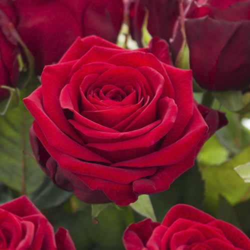 Роза чайно-гибридная Ред Наоми (Red Naomi) изображение 1 артикул 6104