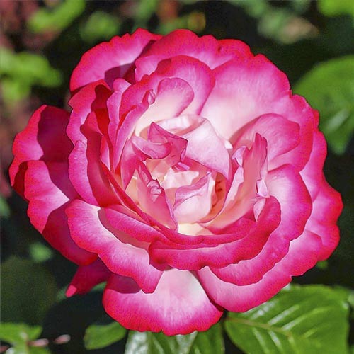 Роза чайно-гибридная Ревьера, C2 изображение 1 артикул 3855