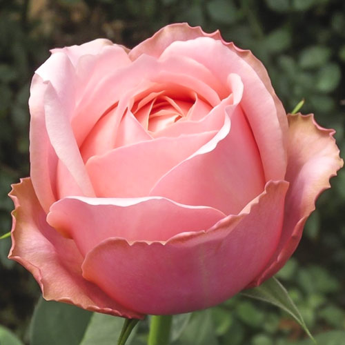 Роза чайно-гибридная Романтик Антик, C2 изображение 1 артикул 3859