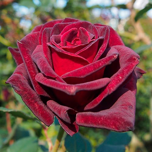 Роза чайно-гибридная Роял Баккара (Royal Baccara) изображение 1 артикул 2135