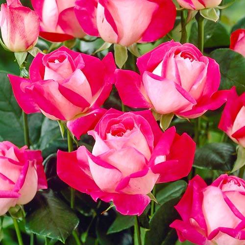 Роза чайно-гибридная Роз Гожар (Rose Gaujard) изображение 1 артикул 3761