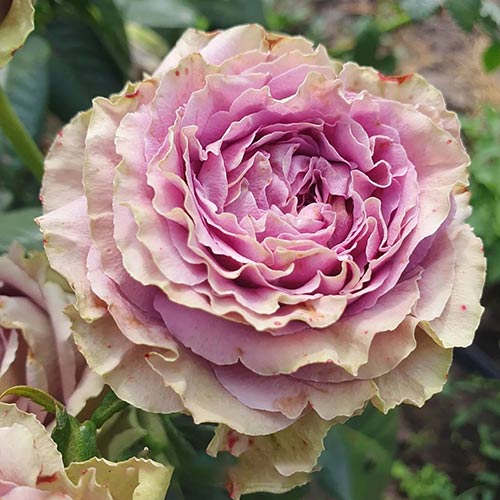 Роза чайно-гибридная Саманта Бридал (Samantha's Bridal) изображение 1 артикул 3801