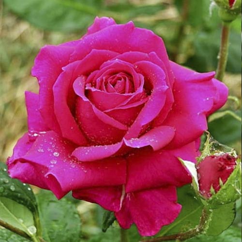 Роза чайно-гибридная Шакира, C2 изображение 1 артикул 3863