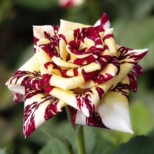 Роза чайно-гибридная Сим Салабим, C2 изображение 1 артикул 3860