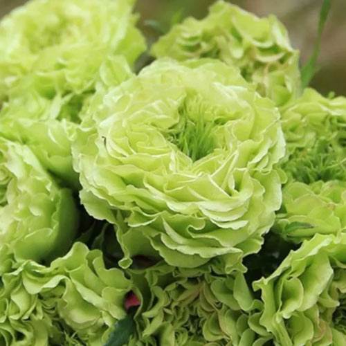 Роза чайно-гибридная Супер Грин (Super Green) изображение 1 артикул 2138