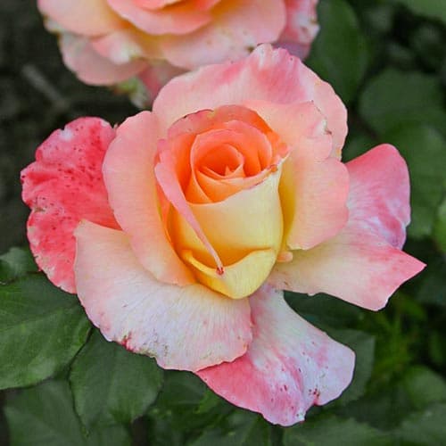 Роза чайно-гибридная Тринидад артикул фото 1 Роза чайно-гибридная Тринидад изображение 1 артикул 3764