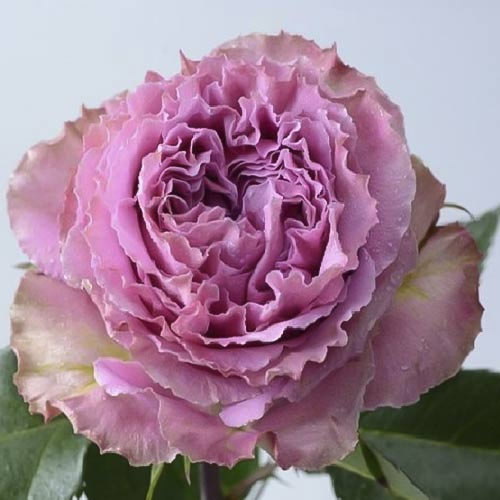 Роза чайно-гибридная Вайлд Моментс (Wild Moments) изображение 1 артикул 3807