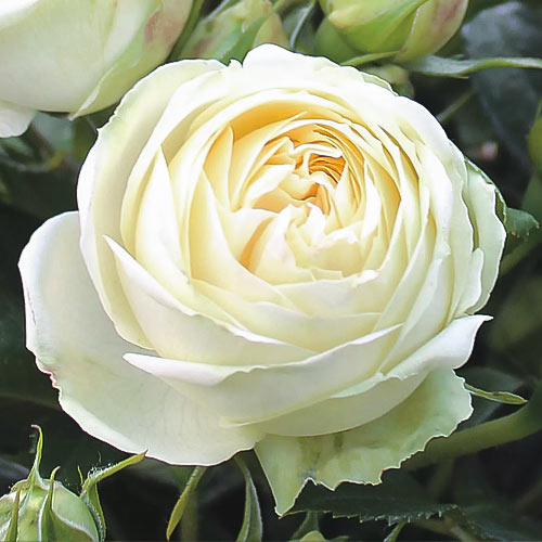 Роза чайно-гибридная Вайт Пиано (White Piano) изображение 1 артикул 1520